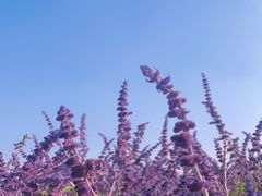 -汉长安城未央宫国家考古遗址公园