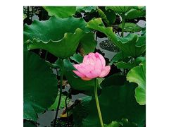 -荷塘月色湿地公园·向阳花洲