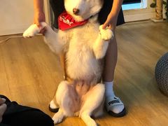 -Husky Go! 哈士奇体验馆·宠物咖啡厅狗咖