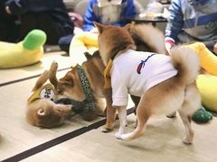 -逗柴咖啡屋·狗咖猫咖宠物桌游