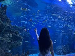 -海合安成都极地海洋公园