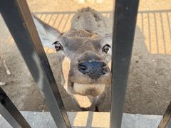 -石家庄市动物园