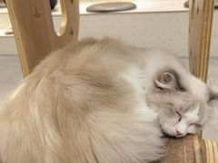 -飞行喵MR PILOT|猫舍·猫咖(静安大融城店)
