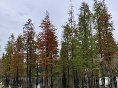 -白鹭湾湿地公园