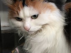 -Anne猫窝咖啡屋
