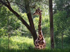 -北京野生动物园