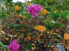 -杭州植物园