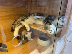 -喵百万·布偶·蓝金金渐层英短·猫舍(百子湾店)