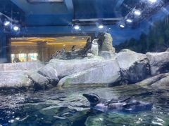 -上海海昌海洋公园