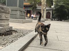-西安大兴善寺