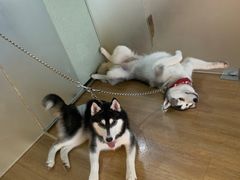 -Husky Go! 哈士奇体验馆·宠物咖啡厅狗咖