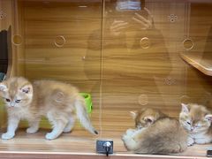 -猫十亿·布偶金渐层·曼基康矮脚猫舍(青年路店)
