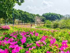 -天适樱花悠乐园