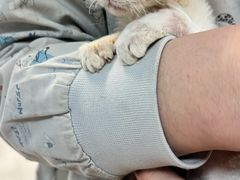 -北京派仕佳德动物医院·超导核磁·CT·神经科·骨科·内外科·急重症管理中心