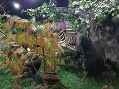 -四川大学博物馆