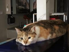 -伟伟宠物医院·CT影像中心·瑞派犬猫综合性门诊(汉口总院)