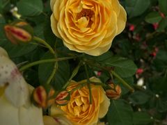 -都江堰玫瑰花溪谷