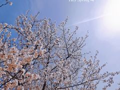 -顾村公园