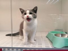 -lincat·猫舍(广州店)