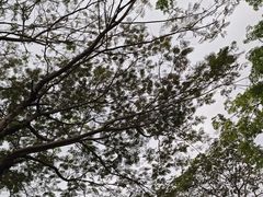 -东部华侨城