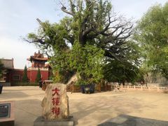-大槐树寻根祭祖园
