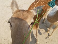 -北京麋鹿生态实验中心