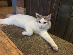 -more than meow吴止猫主题餐厅(承德 中船汇店)