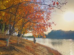 -大兴滨河森林公园