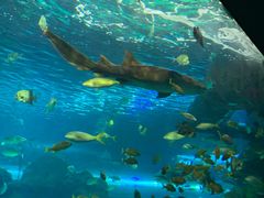 -瑞普利水族馆