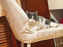 -纳吉亚猫专科动物医院·北北分院