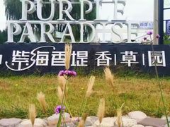 -紫海香堤香草艺术庄园