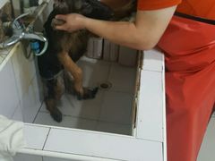 -酷狗靓猫宠物·洗护·美容·寄养(航北路店)