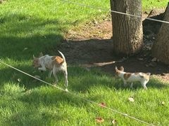 -重庆市江北嘴中央商务区中央公园