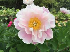 -洛阳郁金香牡丹园