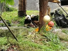 -都江堰中华大熊猫苑