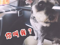 -PETKIT 小佩宠物·低压洗护·美容·寄养(安远店)