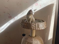 -喵百万·布偶·蓝金金渐层英短·猫舍(百子湾店)