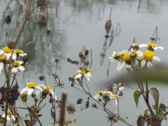-白鹭湾湿地公园