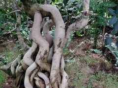 -南山植物园