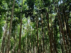 -中国科学院西双版纳热带植物园