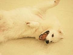 -共舞时光猫咖·狗咖(新街口店)