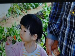 -昌平兴寿秀秀草莓采摘园