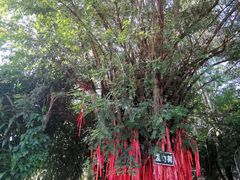 -瑞丽独树成林风景区