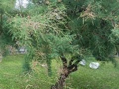-阿尔丁植物园