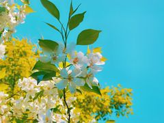 -长白岛森林公园