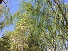 -大兴滨河森林公园