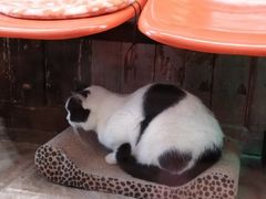 -猫咪博物馆(顶澳仔猫街店)