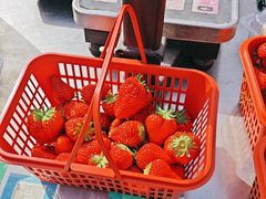 -大自然农场蔬菜草莓采摘园