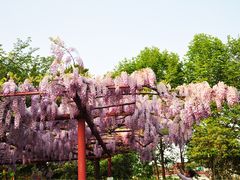 景点-嘉定紫藤园