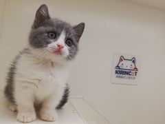 -十年猫舍·猫咪专门店(普陀店)